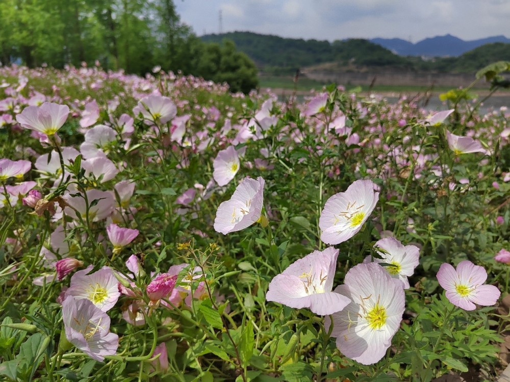 跟着轨道去赏花 至九曲河湿地公园遇见这片粉色花海 腾讯新闻