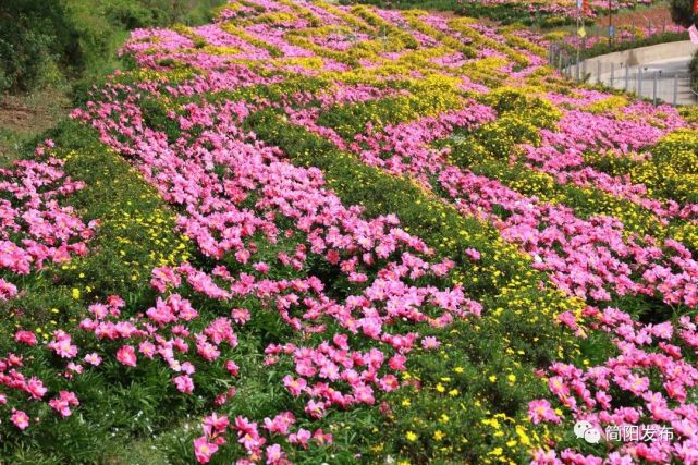 百畝芍藥花開正濃|三星鎮|雷公廟|芍藥