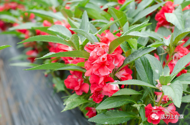 敕勒川文艺|海娜花开