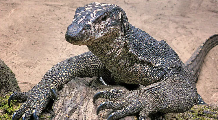giant-lizard-man