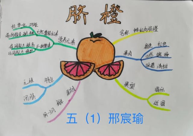 五年级的同学们通过绘制水果思维导图的形式,生动地展现了水果的奥秘.