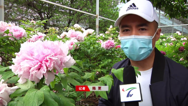 【花开时节】八束狮子已盛开 芬芳美丽大如盘