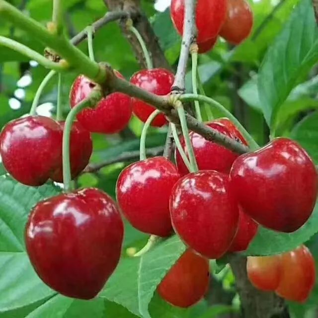 织金县白泥镇新黔村:小樱桃大产业