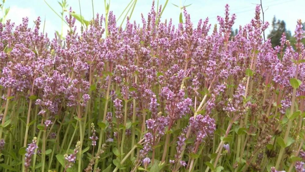 泗水 圆叶节节菜花开满乡野粉艳动人 腾讯新闻