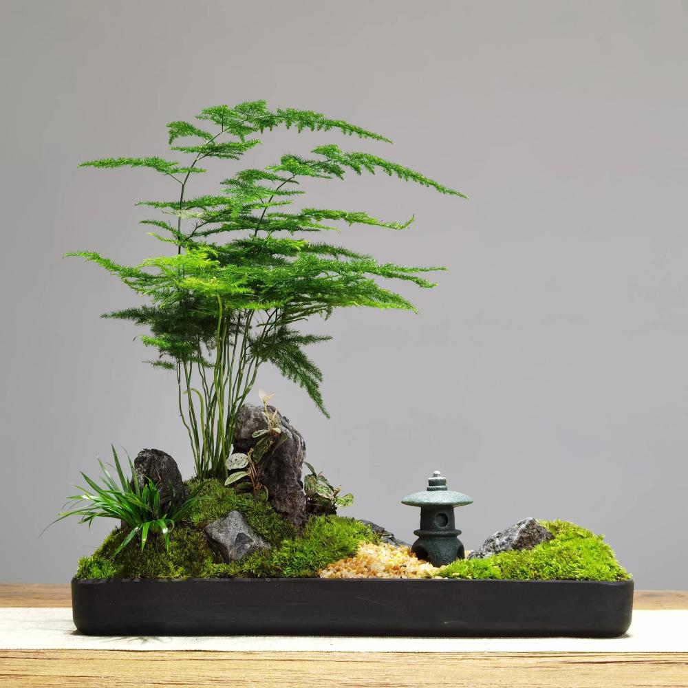 文竹盆景 文竹盆景造型_中蜂网