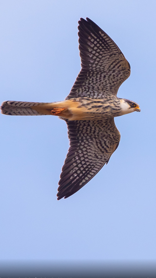 保护动物 鸟类红脚隼又名阿穆尔隼,体长24-30cm,是体型较小的隼科鸟类