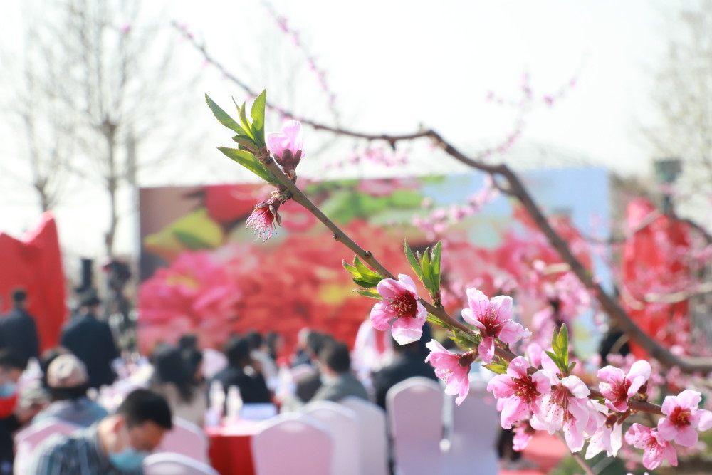 两岸共赏桃花平谷举行京台交流基地两岸桃花园揭牌仪式