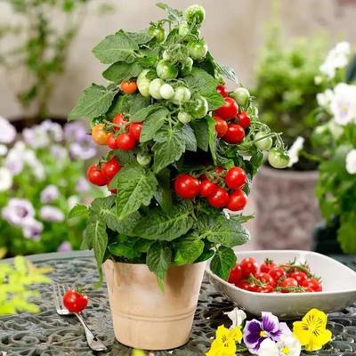 家庭盆栽西红柿的种植方法和要点