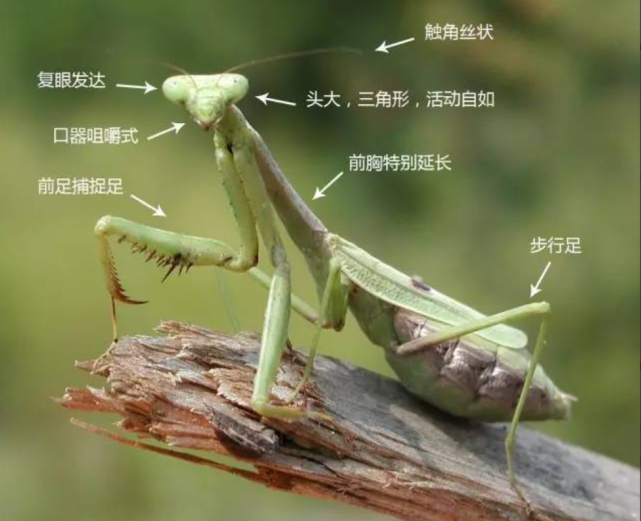 螳螂捕捉足结构图片