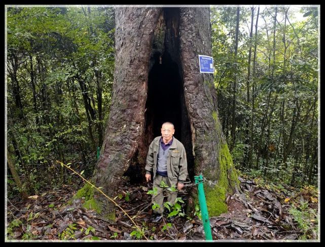 咸丰唐崖深山里面发现一棵进千年的古老猴栗树