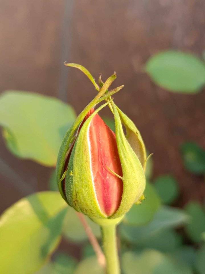 青未了月季花花骨朵
