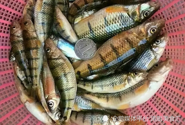 我国常见的10大野生鱼好吃刺少营养丰富价格便宜无法人工养殖