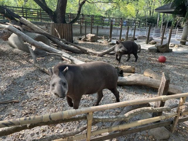 雲遊動物園直播活動上線!本週二至週五不見不散(附節目單)