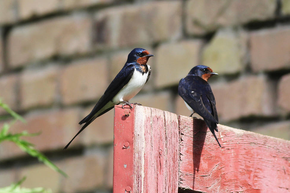 今春燕子先头部队来到乌鲁木齐