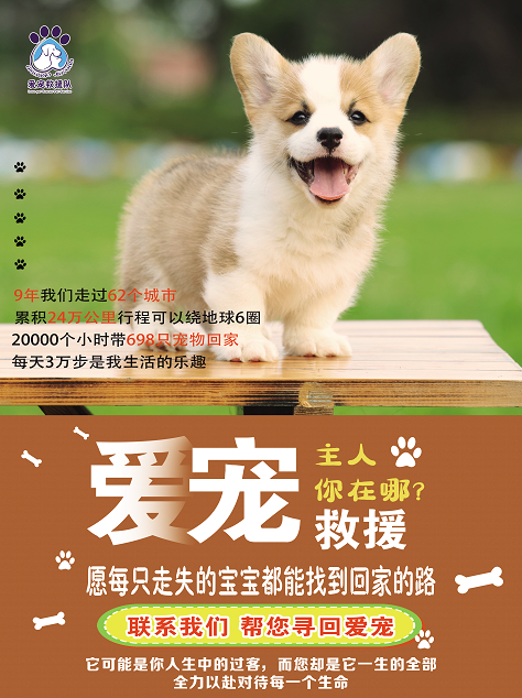 职业宠物侦探分享从业9年寻狗方案