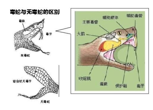 偷鸡未遂3米长18斤重眼镜王蛇闯民宅鸡棚进家蛇能打吗