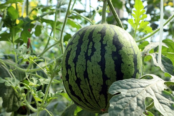 北京大兴庞各庄头茬西瓜上市了