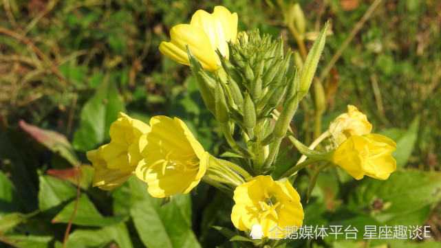 4月日 26日爱情运势 喜鹊传情 笑逐颜开的四大星座 爱情运势 星座运势 水瓶座 狮子座 天蝎座 星座