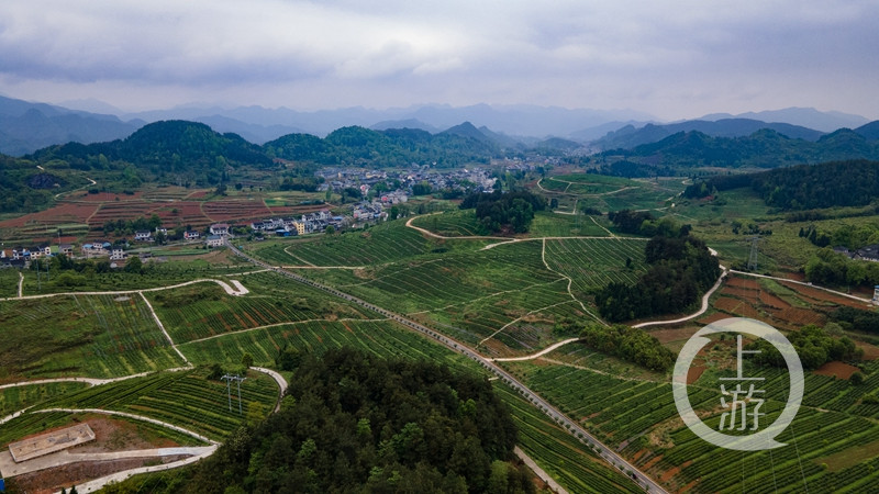 四月春茶飘香,位于重庆市秀山土家族苗族自治县梅江镇的兴隆坳农业