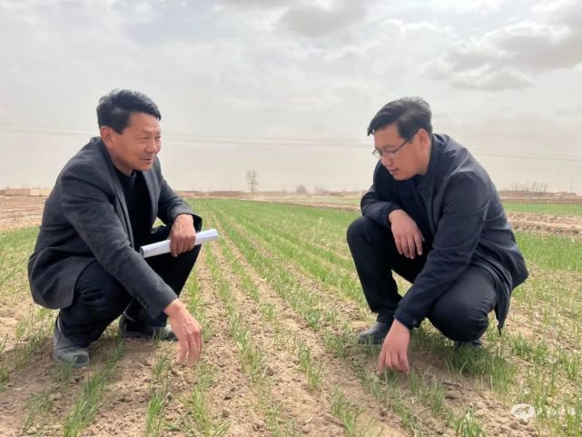 郭成军查看小麦长势  王希丽 摄春耕正当时,田间春意浓.