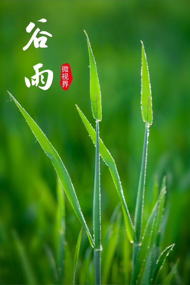 新华全媒微视界谷雨