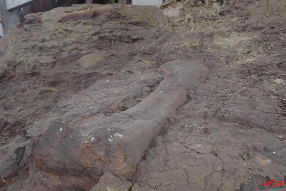 国内罕见！四川自贡新发现恐龙化石14处，包含股骨、肋骨、脊柱等部位目标行业网站有哪些