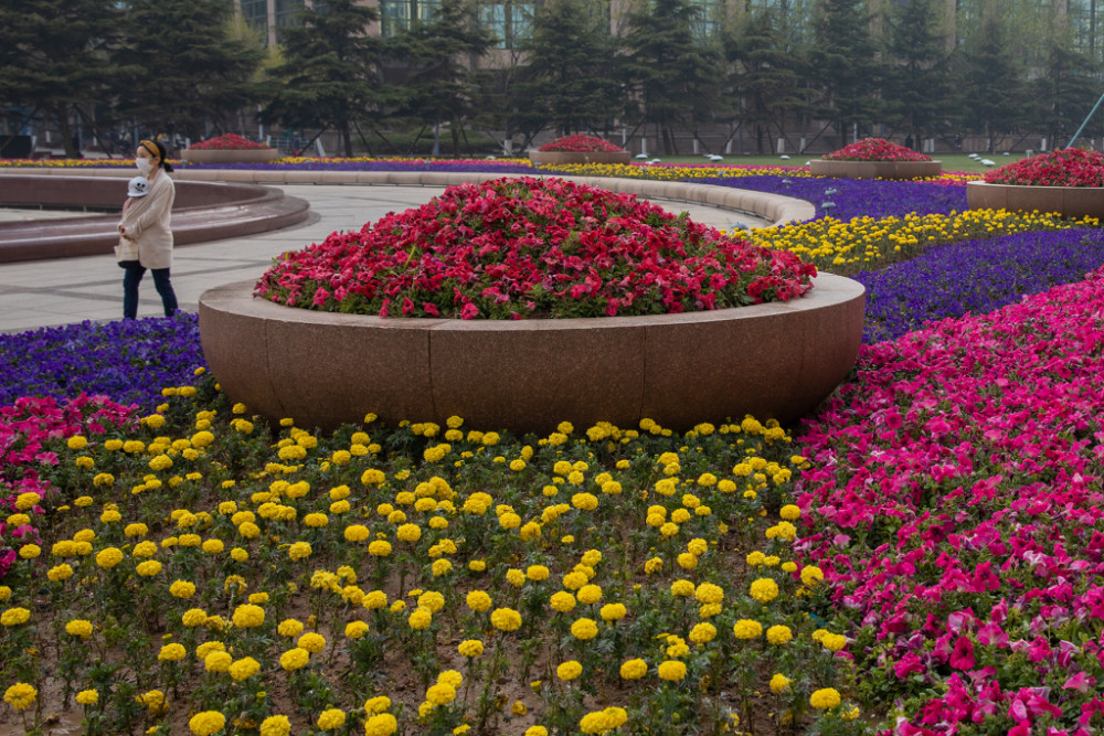 鲜花扮靓五四广场
