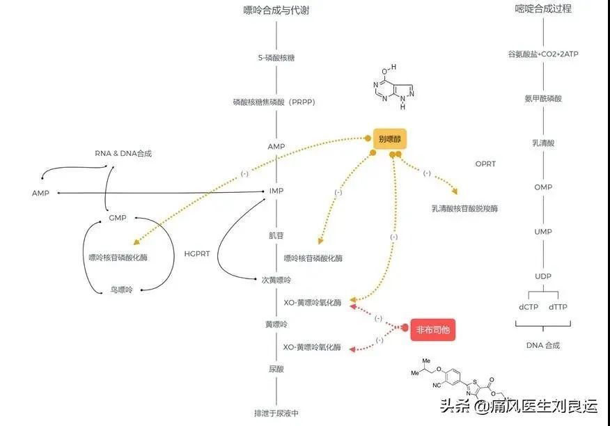 72别嘌醇和非布司他降尿酸机制并不相同非布司他需注意心血管风险