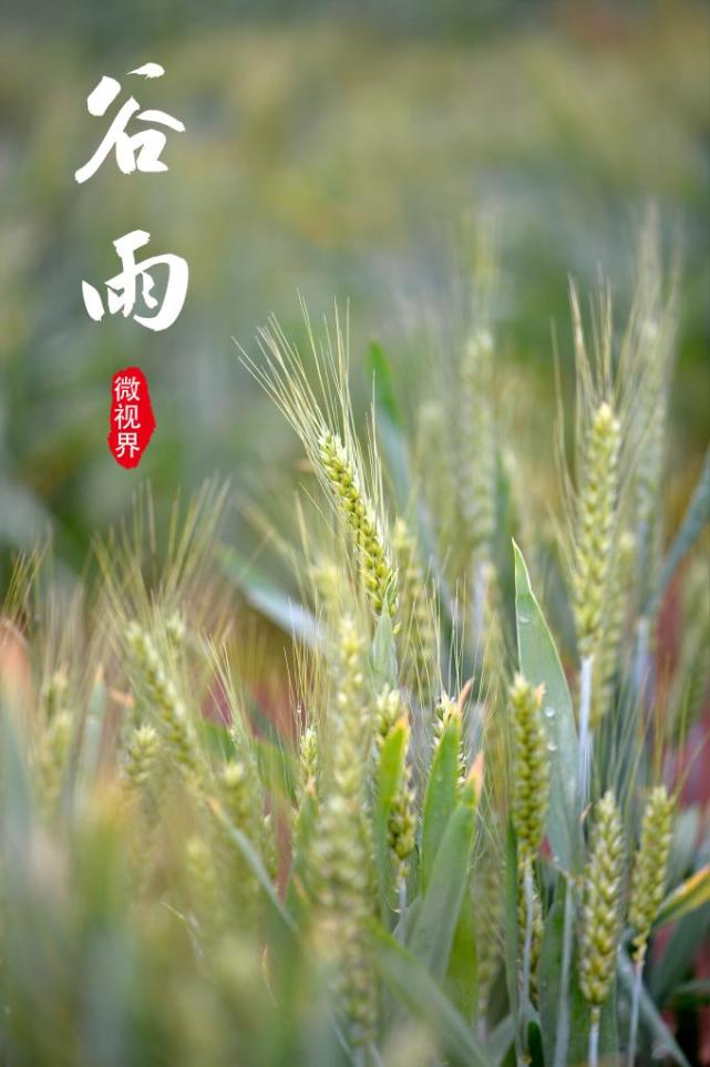 新华全媒微视界谷雨