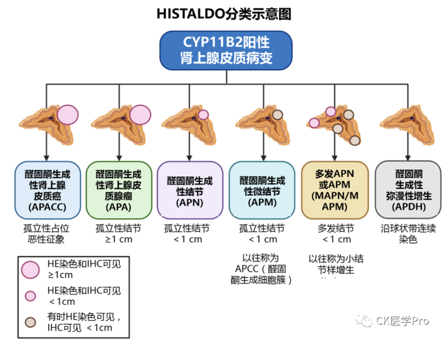 指南共识 l 2022WHO肾上腺皮质肿瘤概述-原发性醛固酮增多症分类更新_腾讯新闻