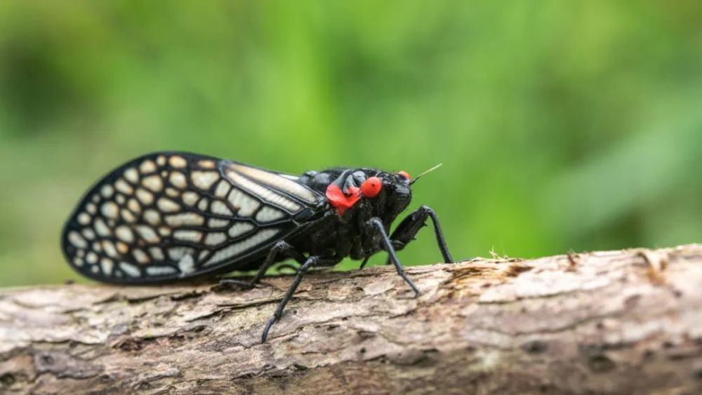 徐先生告诉记者,"峨眉红眼蝉"的出现很快引起了他的注意.
