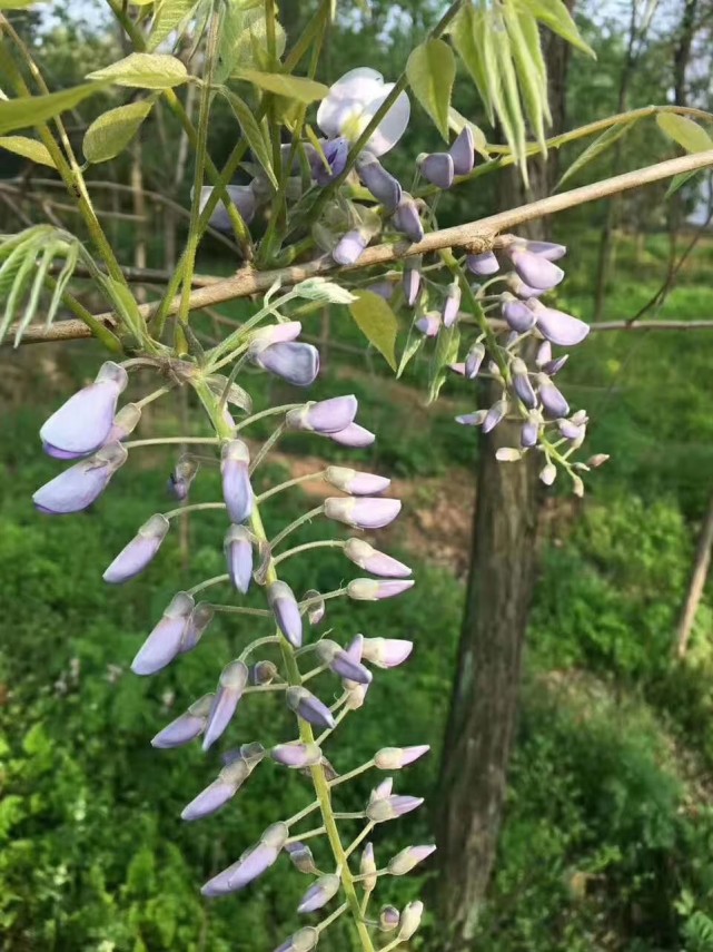 葛花粉紫色槐花乳白色