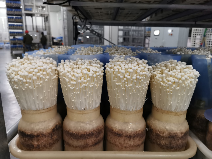 用这招一把金针菇吃完了还能接着长不是seeyoutomorrow