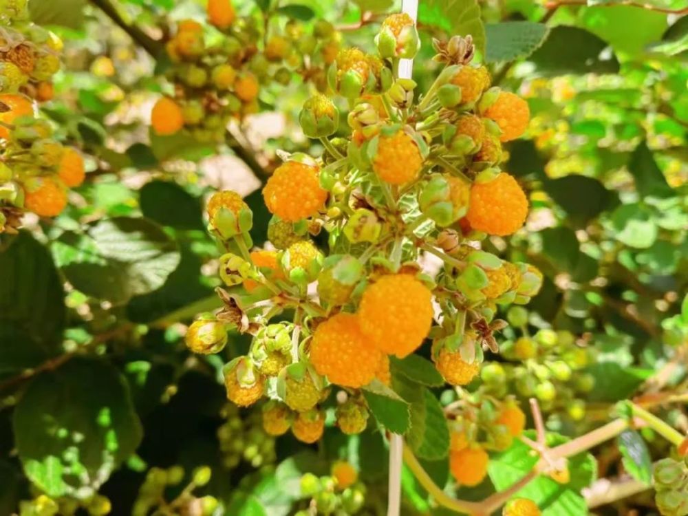 种植的黄泡与野生刺蓬生长得略有不同,其最大特点就是枝条不带刺,果实