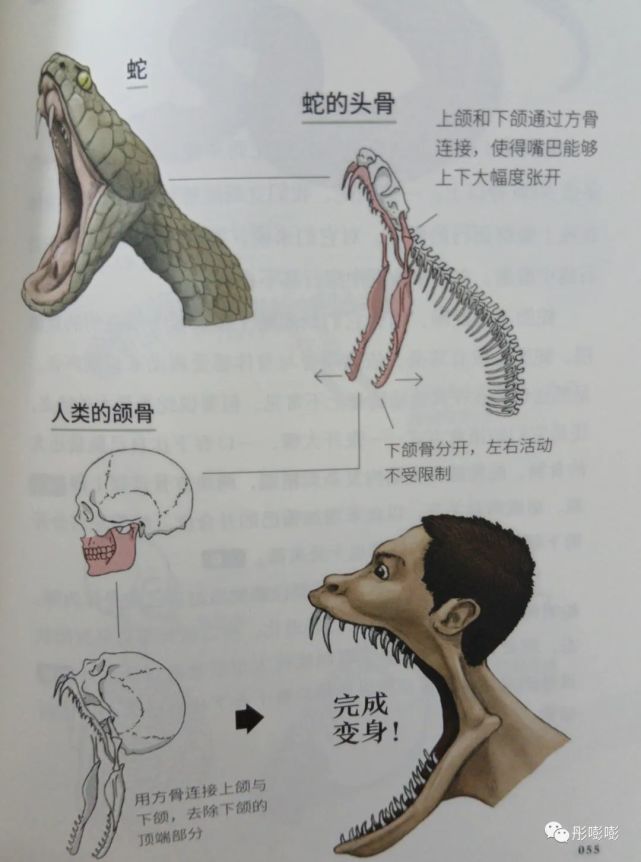 《跟動物交換身體2》:瞭解動物,好像沒有那麼難