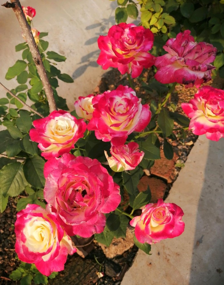 大花香水月季(大花香水月季花语)