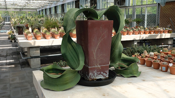 探访我国首个国家植物园：世界温室三大旗舰植物在园内展示
