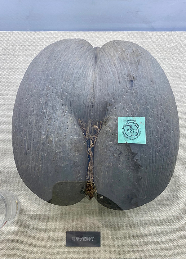 在国家植物园科普馆一层展出的海椰子的种子,是世界上最大的种子,30