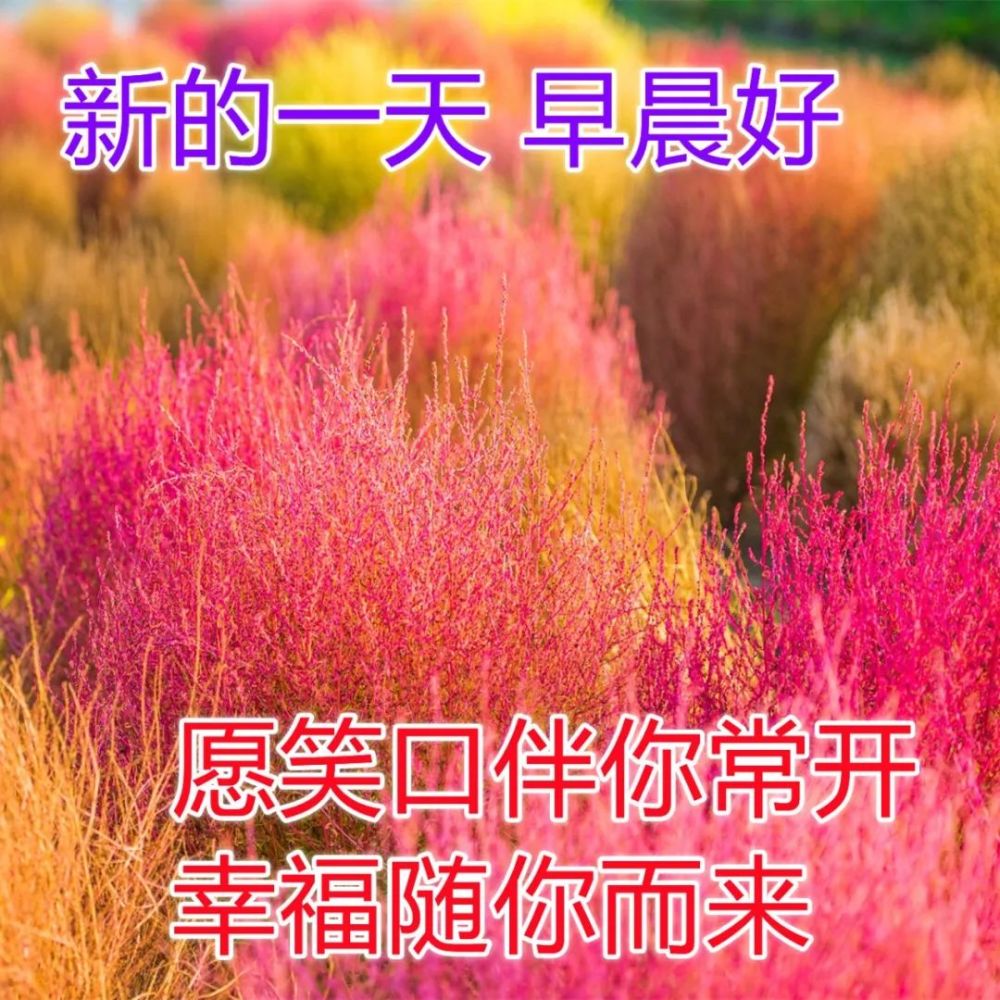 早晨问候动态祝福图片最新温馨早安动态表情包