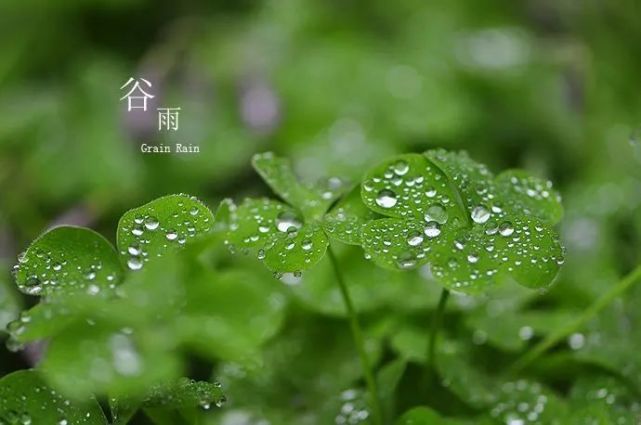 二十四節氣穀雨祝福語,朋友圈穀雨節氣短信祝福語