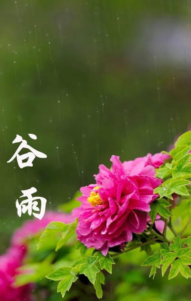 2022年4月20日清晨谷雨问候祝福语日常早晨好问候美图