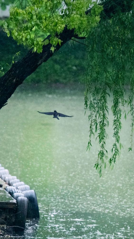 今日谷雨与春天吻别