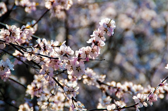 杏花 桃花 迎春花 春暖花开 长春