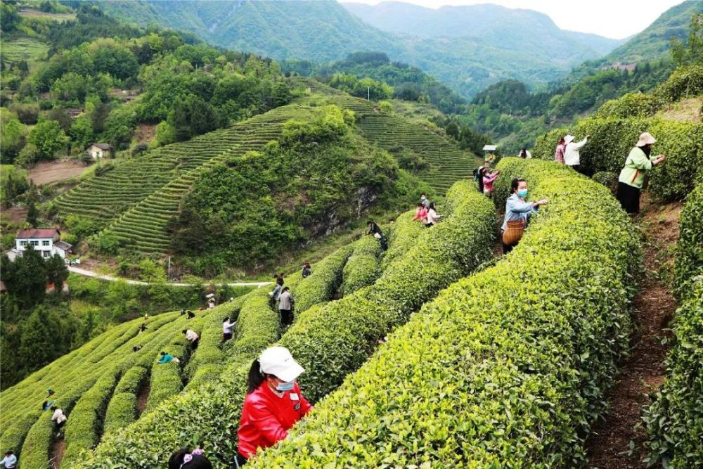 西乡县高川镇春风十里香茶乡人儿忙