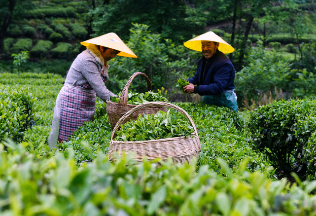 图集谷雨茶上市小叶子大产业从传统手工采摘到智能化生产线