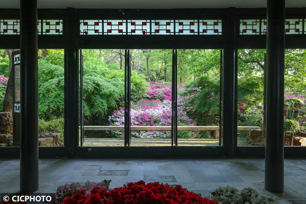 江蘇無錫杜鵑花開春滿園