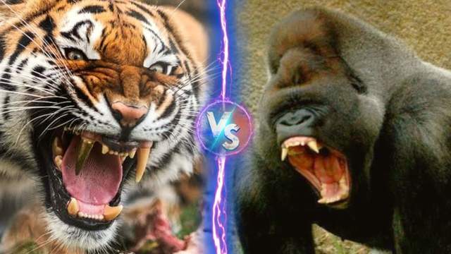 老虎vs银背黑猩猩,当猫科二哥遇到人科老大,谁会笑到最后?