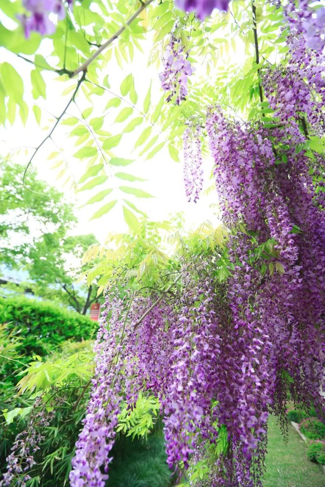 紫藤进入盛花期这里可云赏