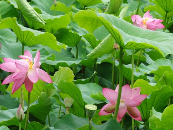 4月日开始 财运亨通 4属相时来运转 事业进步 生活喜洋洋 天天看点