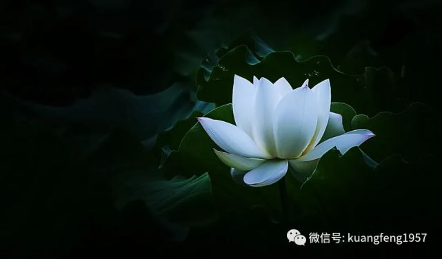 佛柳:青瓶白蓮花(組詩)